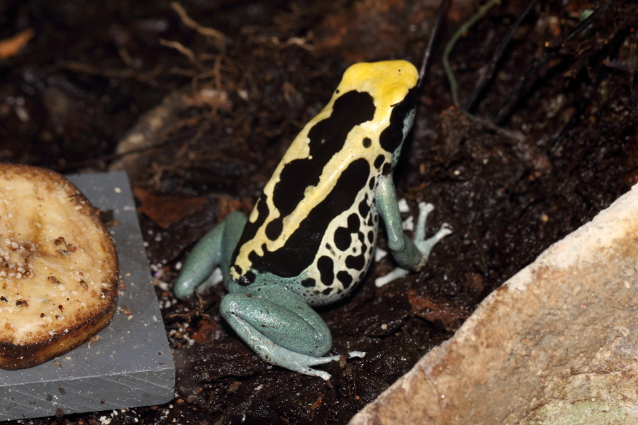 Lokation: Deutschland | Nordrhein-Westfalen | Wuppertal | Varresbeck Kategorien: Zoo, Frösche, Datum: 23.12.2012