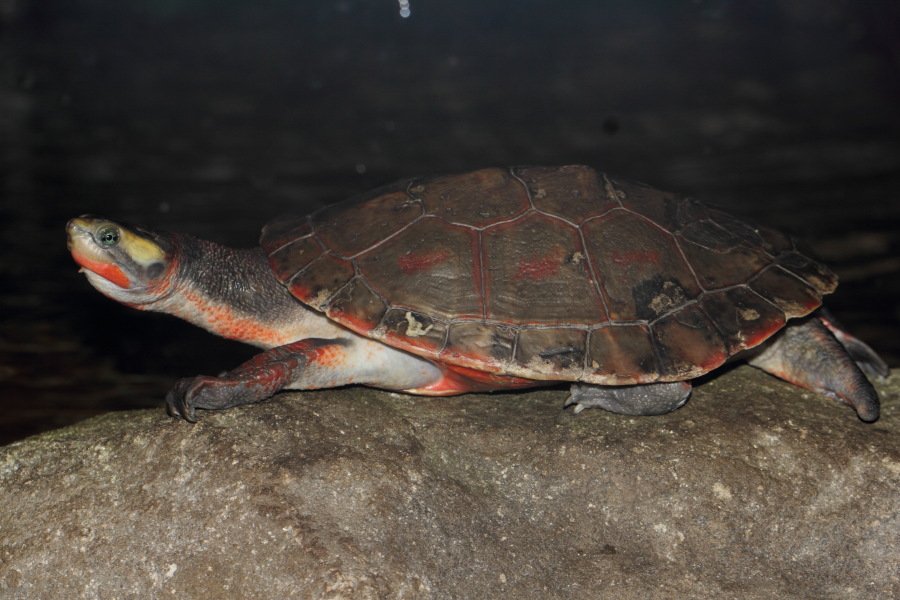 Lokation: Deutschland | Nordrhein-Westfalen | Wuppertal | Varresbeck Kategorien: Reptilien, Zoo, Datum: 23.12.2012