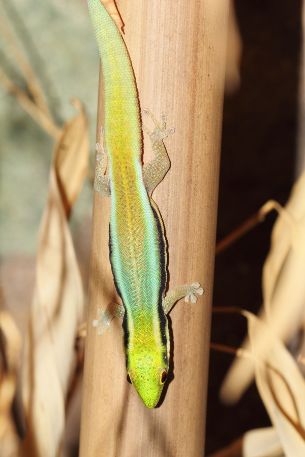 Lokation: Deutschland | Nordrhein-Westfalen | Wuppertal | Varresbeck Kategorien: Reptilien, Zoo, Datum: 23.12.2012