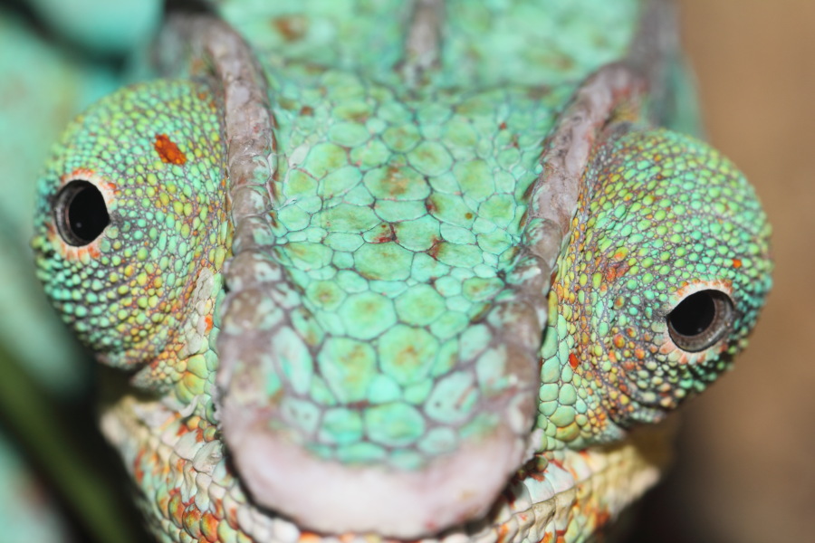 Lokation: Deutschland | Nordrhein-Westfalen | Wuppertal | Varresbeck Kategorien: Reptilien, Zoo, Datum: 23.12.2012