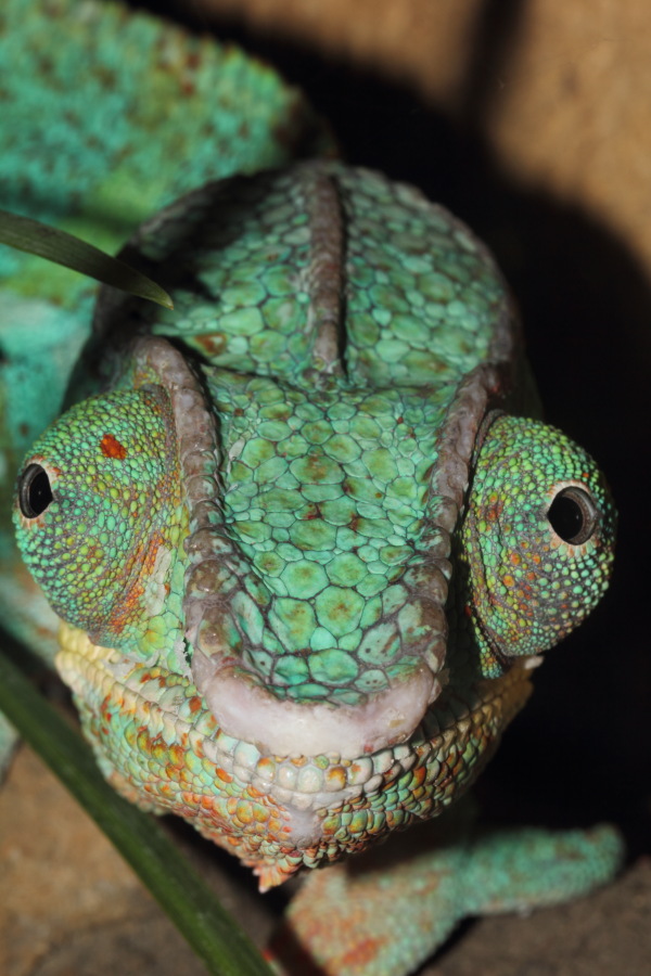 Lokation: Deutschland | Nordrhein-Westfalen | Wuppertal | Varresbeck Kategorien: Reptilien, Zoo, Datum: 23.12.2012