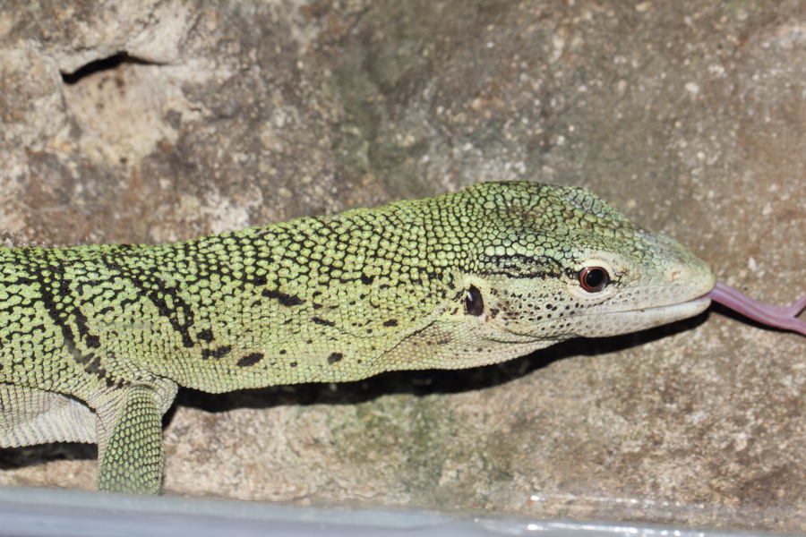 Lokation: Deutschland | Nordrhein-Westfalen | Wuppertal | Varresbeck Kategorien: Reptilien, Zoo, Datum: 23.12.2012