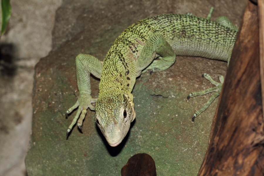 Lokation: Deutschland | Nordrhein-Westfalen | Wuppertal | Varresbeck Kategorien: Reptilien, Zoo, Datum: 23.12.2012