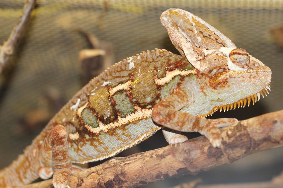 Lokation: Deutschland | Nordrhein-Westfalen | Wuppertal | Varresbeck Kategorien: Reptilien, Zoo, Datum: 23.12.2012