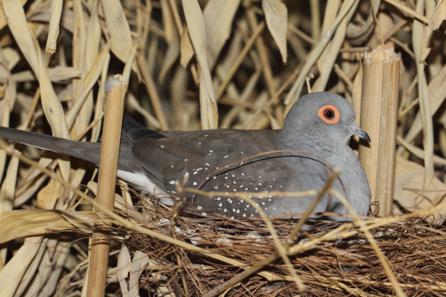 Lokation: Deutschland | Nordrhein-Westfalen | Wuppertal | Varresbeck Kategorien: Vögel, Zoo, Datum: 23.12.2012