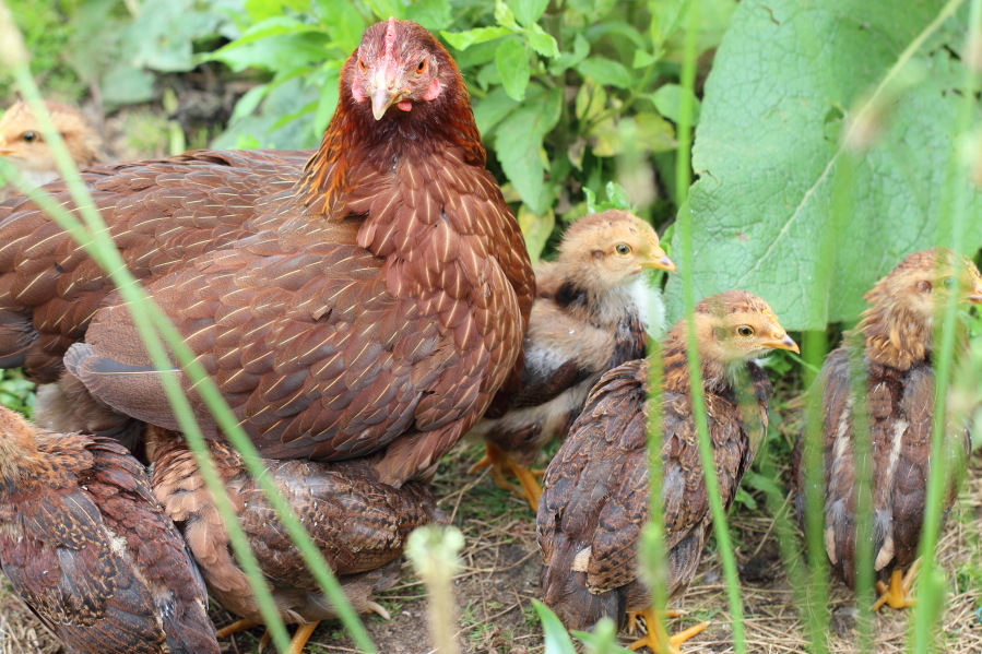 Lokation: Deutschland | Nordrhein-Westfalen | Bergisch Gladbach | Rodemich Kategorien: Hühner, Permakultur, Datum: 23.06.2013