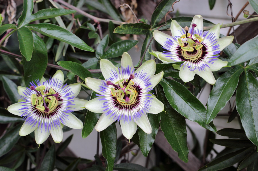 Lokation: Deutschland | Nordrhein-Westfalen | Bergisch Gladbach | Rodemich Kategorien: Blüte, Garten, Datum: 04.07.2013