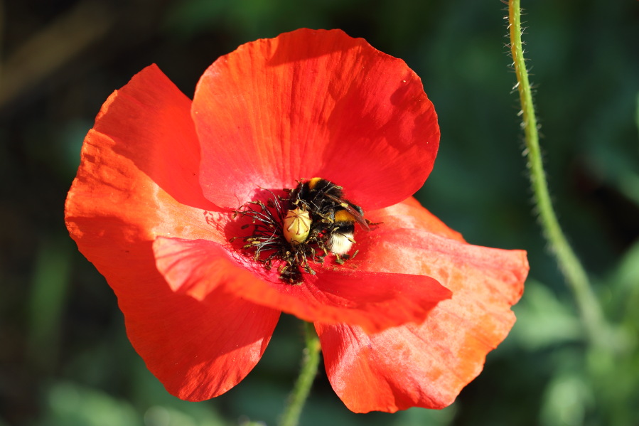 Lokation: Deutschland | Nordrhein-Westfalen | Bergisch Gladbach | Rodemich Kategorien: Blüte, Naturgarten, Datum: 27.07.2013