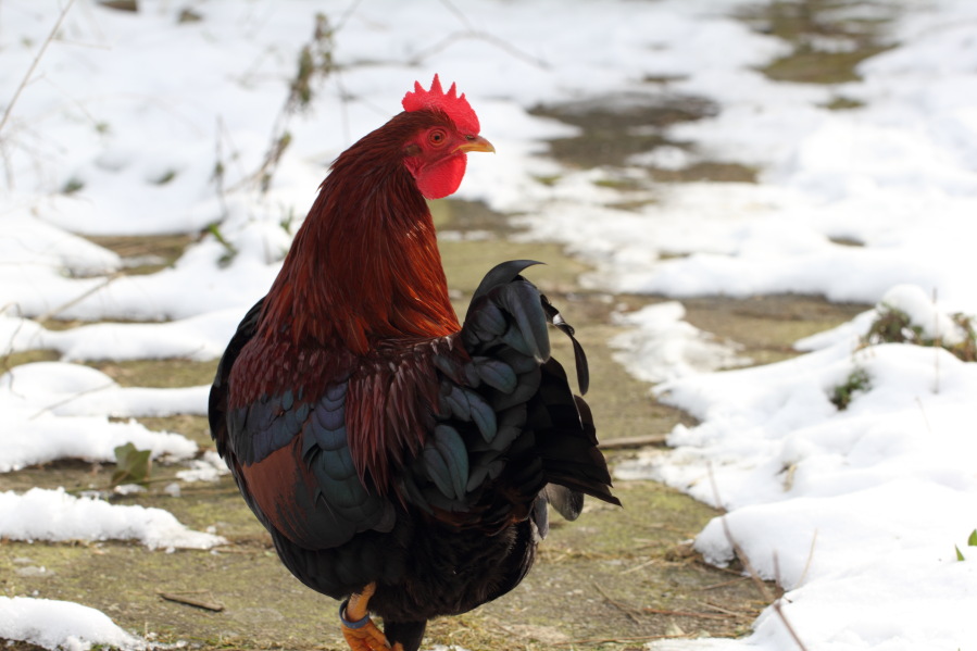 Lokation: Deutschland | Nordrhein-Westfalen | Bergisch Gladbach | Rodemich Kategorien: Hühner, Datum: 11.02.2013