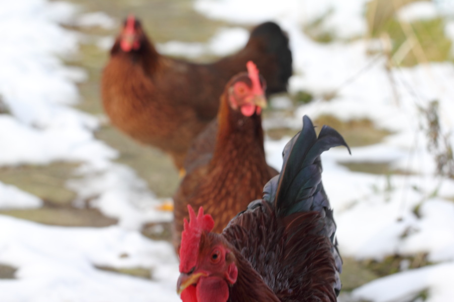 Lokation: Deutschland | Nordrhein-Westfalen | Bergisch Gladbach | Rodemich Kategorien: Hühner, Datum: 11.02.2013