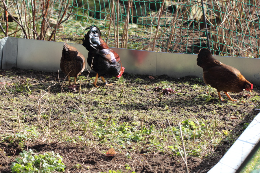 Lokation: Deutschland | Nordrhein-Westfalen | Bergisch Gladbach | Rodemich Kategorien: Permakultur, Datum: 17.02.2013