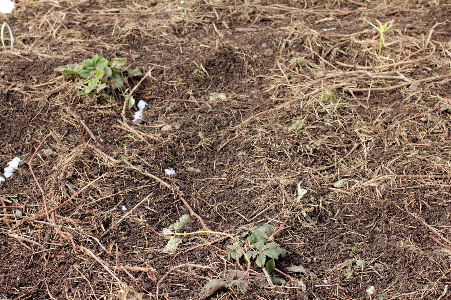 Lokation: Deutschland | Nordrhein-Westfalen | Bergisch Gladbach | Rodemich Kategorien: Permakultur, Datum: 16.03.2013