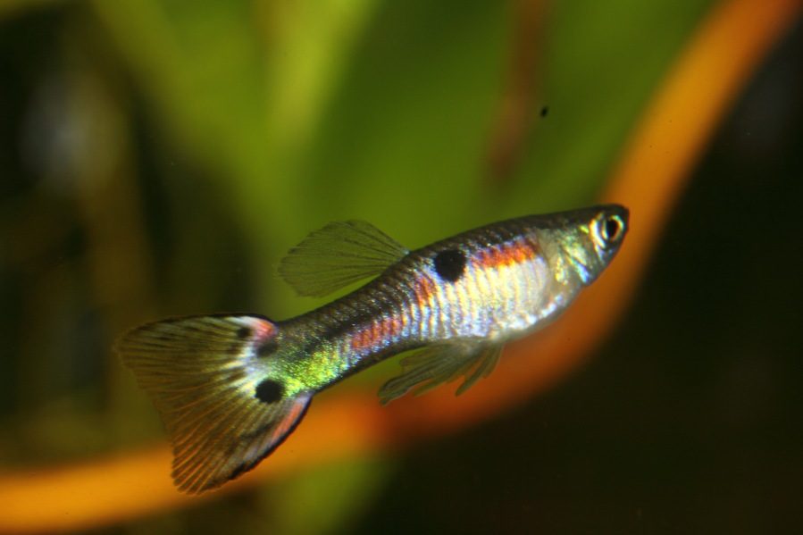 Endler Guppyhybriden, Lokation: Deutschland | Nordrhein-Westfalen | Bergisch Gladbach | Rodemich Kategorien: Fische, Datum: 23.03.2013