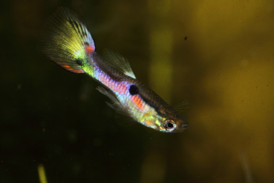 Lokation: Deutschland | Nordrhein-Westfalen | Bergisch Gladbach | Rodemich Kategorien: Fische, Datum: 23.03.2013