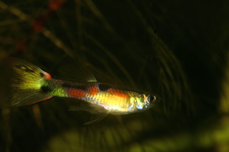 Lokation: Deutschland | Nordrhein-Westfalen | Bergisch Gladbach | Rodemich Kategorien: Fische, Datum: 23.03.2013