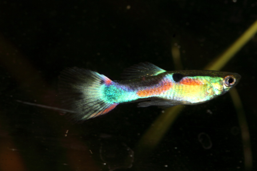 Lokation: Deutschland | Nordrhein-Westfalen | Bergisch Gladbach | Rodemich Kategorien: Fische, Datum: 23.03.2013