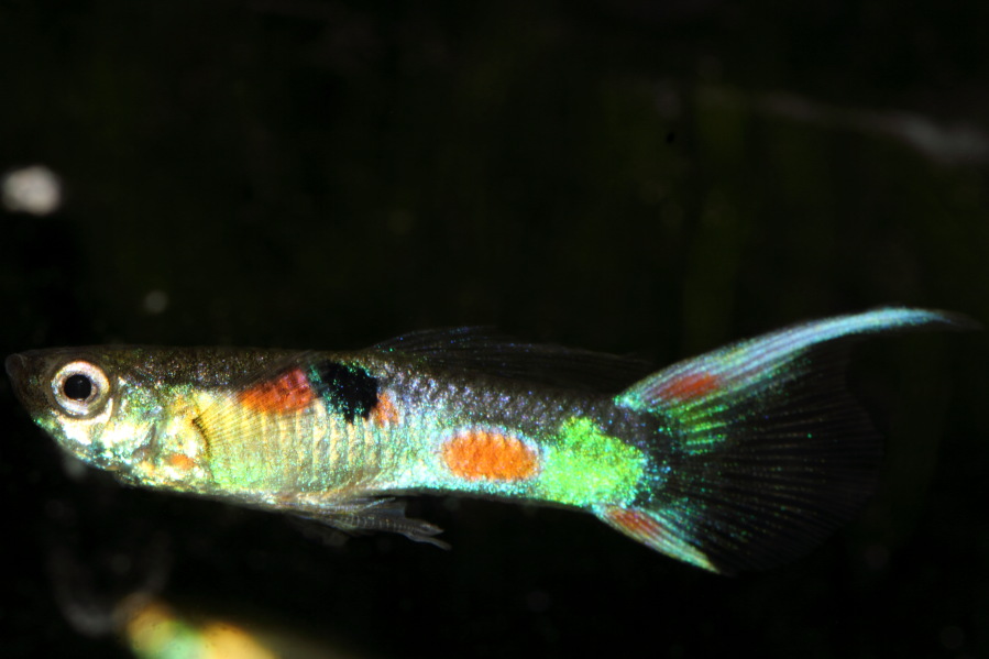 Lokation: Deutschland | Nordrhein-Westfalen | Bergisch Gladbach | Rodemich Kategorien: Fische, Datum: 23.03.2013