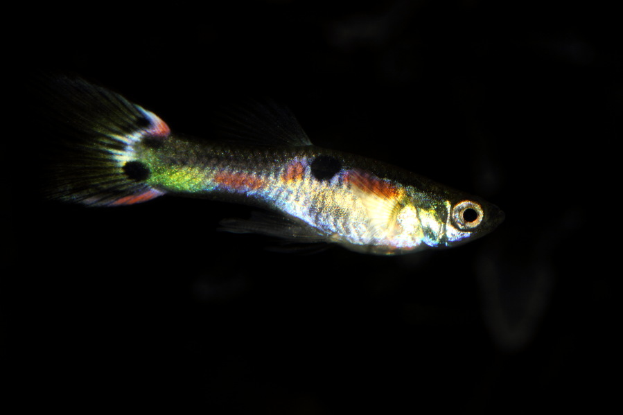 Lokation: Deutschland | Nordrhein-Westfalen | Bergisch Gladbach | Rodemich Kategorien: Fische, Datum: 23.03.2013