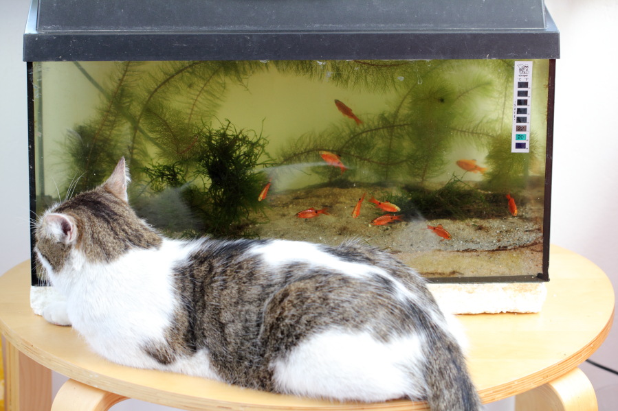 Lokation: Deutschland | Nordrhein-Westfalen | Bergisch Gladbach | Rodemich Kategorien: Fische, Katzen, Datum: 02.04.2013