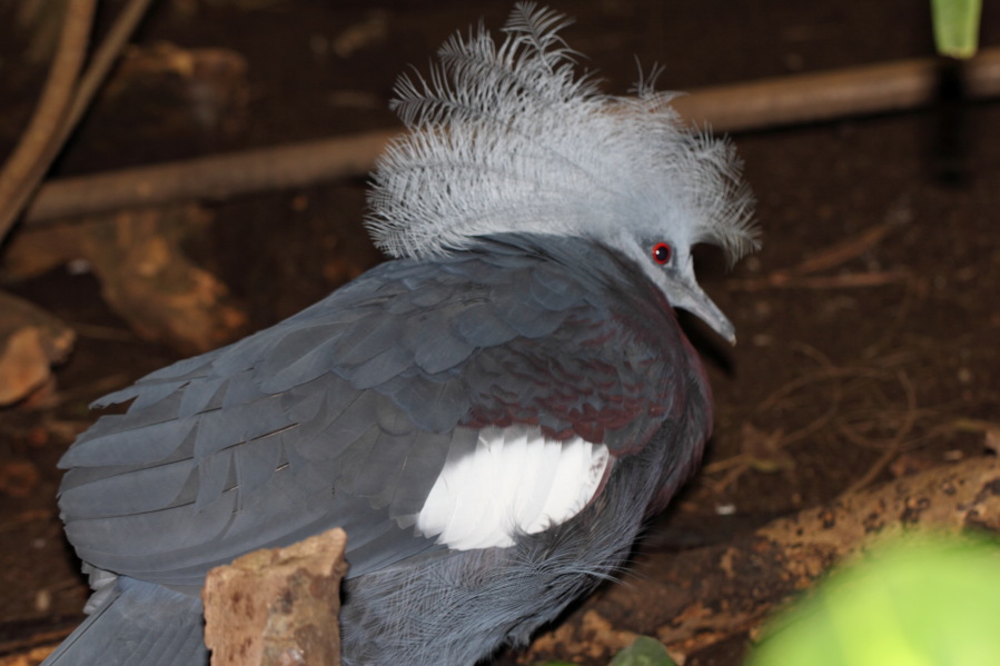 Lokation: Deutschland | Nordrhein-Westfalen | Köln | Riehl Kategorien: Zoo, Datum: 03.04.2013