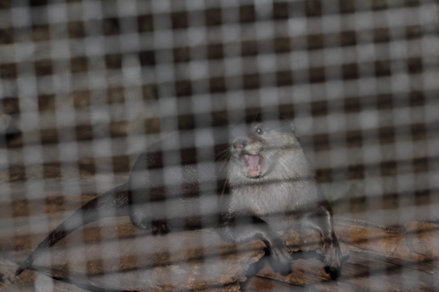 Lokation: Deutschland | Nordrhein-Westfalen | Köln | Riehl Kategorien: Zoo, Datum: 03.04.2013