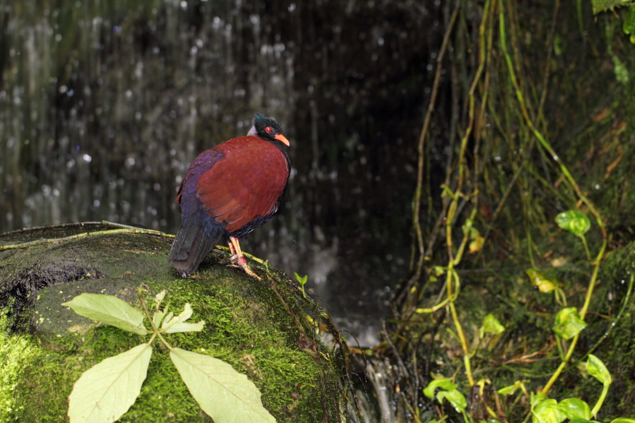 Lokation: Deutschland | Nordrhein-Westfalen | Köln | Riehl Kategorien: Vögel, Zoo, Datum: 03.04.2013