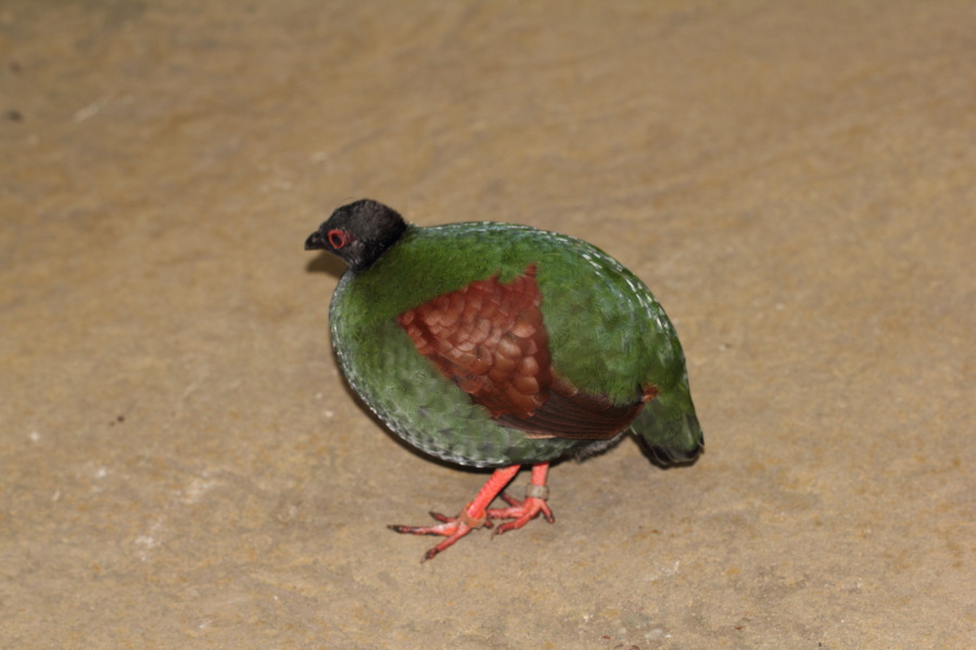 Lokation: Deutschland | Nordrhein-Westfalen | Köln | Riehl Kategorien: Vögel, Zoo, Datum: 03.04.2013