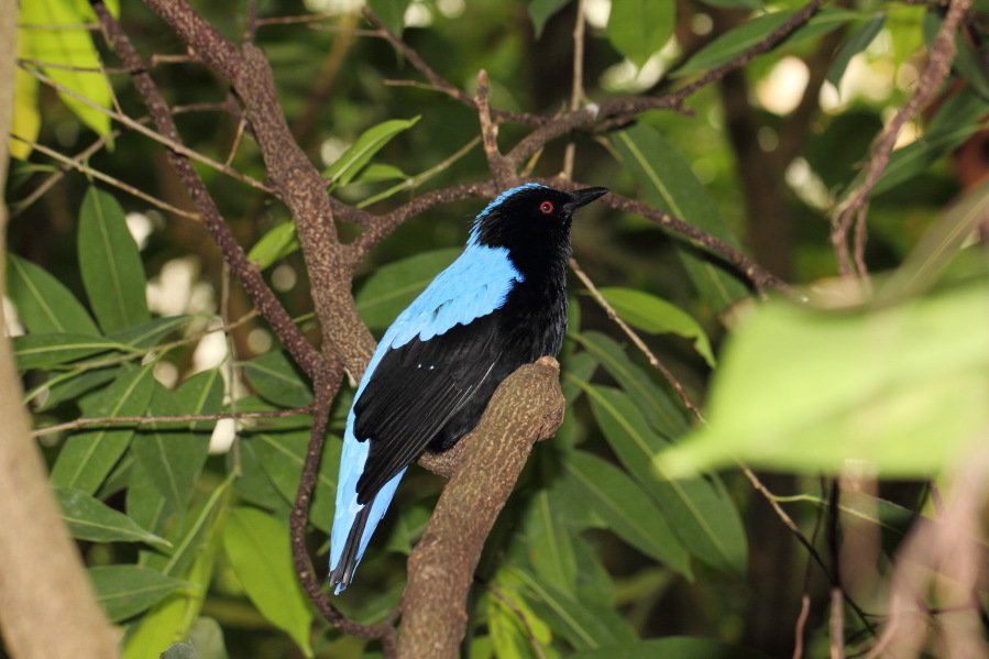Lokation: Deutschland | Nordrhein-Westfalen | Köln | Riehl Kategorien: Vögel, Zoo, Datum: 03.04.2013