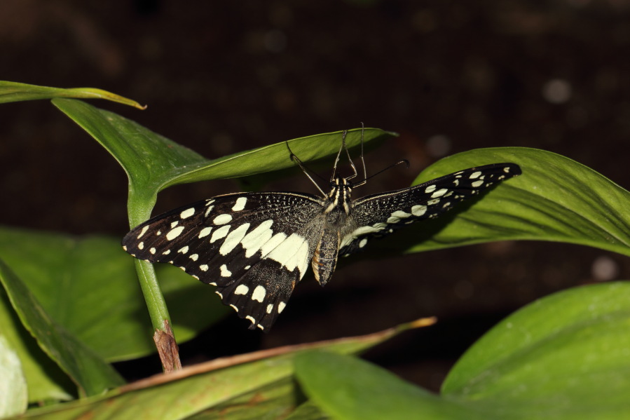 Lokation: Deutschland | Nordrhein-Westfalen | Köln | Riehl Kategorien: Schmetterlinge, Zoo, Datum: 03.04.2013