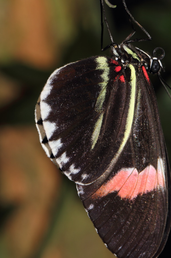 Lokation: Deutschland | Nordrhein-Westfalen | Köln | Riehl Kategorien: Schmetterlinge, Zoo, Datum: 03.04.2013