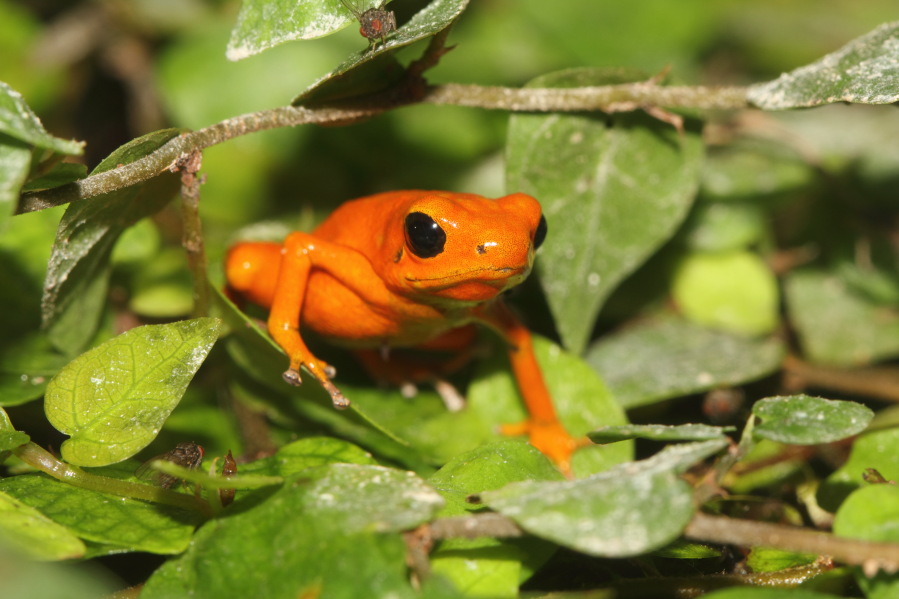 Lokation: Deutschland | Nordrhein-Westfalen | Köln | Riehl Kategorien: Zoo, Frösche, Terrarien, Datum: 03.04.2013