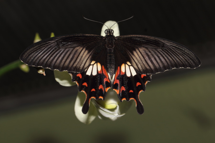 Lokation: Deutschland | Nordrhein-Westfalen | Köln | Riehl Kategorien: Schmetterlinge, Zoo, Datum: 03.04.2013