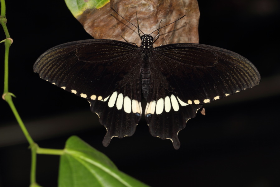 Lokation: Deutschland | Nordrhein-Westfalen | Köln | Riehl Kategorien: Schmetterlinge, Zoo, Datum: 03.04.2013