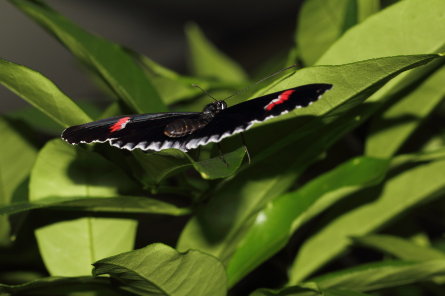 Lokation: Deutschland | Nordrhein-Westfalen | Köln | Riehl Kategorien: Schmetterlinge, Zoo, Datum: 03.04.2013