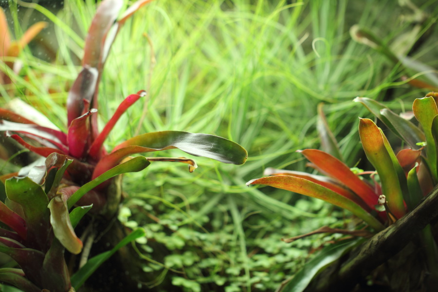 Lokation: Deutschland | Nordrhein-Westfalen | Köln | Riehl Kategorien: Zoo, Terrarien, Datum: 03.04.2013