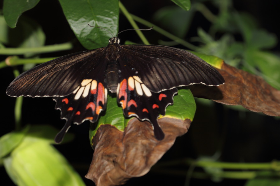 Lokation: Deutschland | Nordrhein-Westfalen | Köln | Riehl Kategorien: Schmetterlinge, Zoo, Datum: 03.04.2013