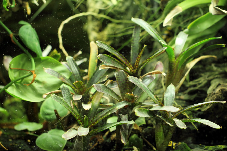 Lokation: Deutschland | Nordrhein-Westfalen | Köln | Riehl Kategorien: Gewächshaus, Zoo, Datum: 03.04.2013