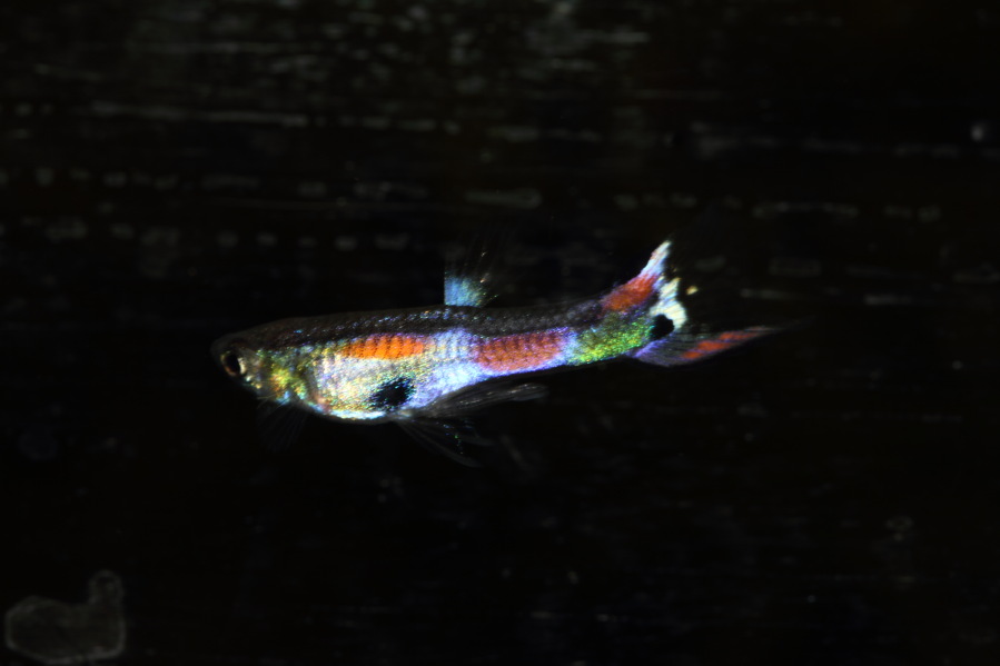 Lokation: Deutschland | Nordrhein-Westfalen | Bergisch Gladbach | Rodemich Kategorien: Fische, Datum: 05.04.2013