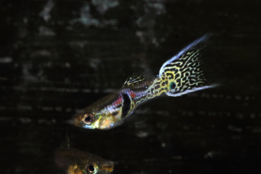 Lokation: Deutschland | Nordrhein-Westfalen | Bergisch Gladbach | Rodemich Kategorien: Fische, Datum: 05.04.2013