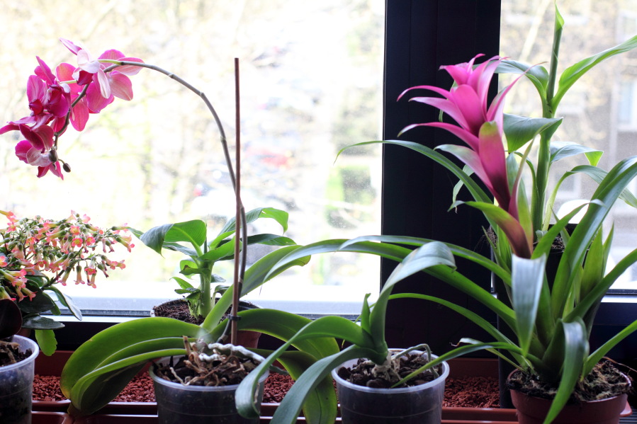 Lokation: Deutschland | Nordrhein-Westfalen | Köln | Stadtgarten Kategorien: Zimmerpflanzen, Datum: 25.04.2013