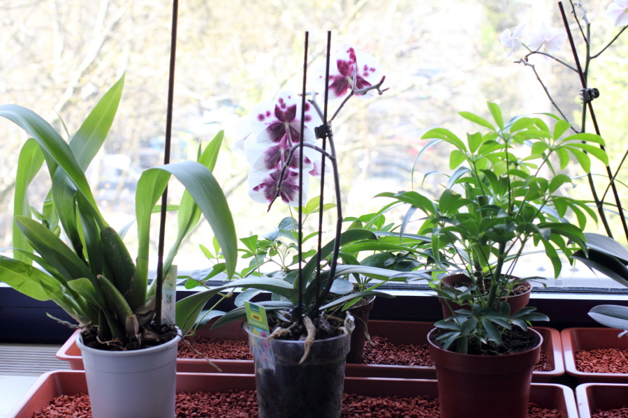 Lokation: Deutschland | Nordrhein-Westfalen | Köln | Stadtgarten Kategorien: Zimmerpflanzen, Datum: 25.04.2013