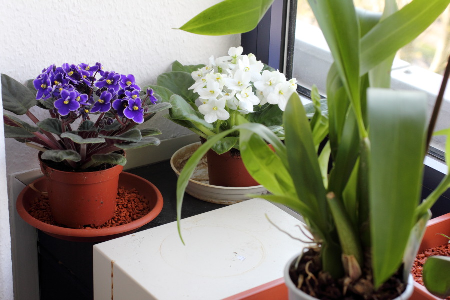 Lokation: Deutschland | Nordrhein-Westfalen | Köln | Stadtgarten Kategorien: Zimmerpflanzen, Datum: 25.04.2013