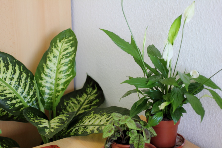 Lokation: Deutschland | Nordrhein-Westfalen | Köln | Stadtgarten Kategorien: Zimmerpflanzen, Datum: 25.04.2013