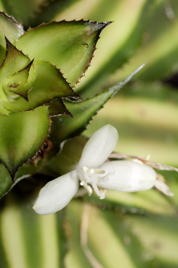 Lokation: Deutschland | Nordrhein-Westfalen | Bergisch Gladbach | Rodemich Kategorien: Blüte, Datum: 18.05.2013