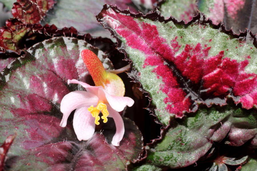 Lokation: Deutschland | Nordrhein-Westfalen | Bergisch Gladbach | Rodemich Kategorien: Blüte, Datum: 18.05.2013