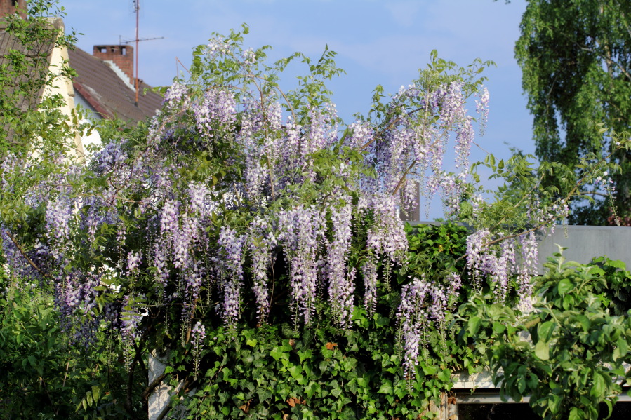 Lokation: Deutschland | Nordrhein-Westfalen | Bergisch Gladbach | Rodemich Kategorien: Permakultur, Datum: 19.05.2013