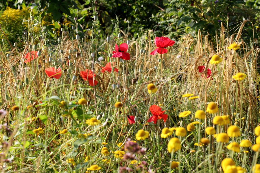 Lokation: Deutschland | Nordrhein-Westfalen | Bergisch Gladbach | Rodemich Kategorien: Permakultur, Datum: 27.07.2013