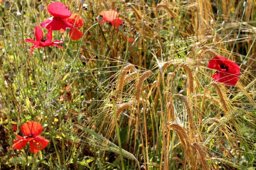 Lokation: Deutschland | Nordrhein-Westfalen | Bergisch Gladbach | Rodemich Kategorien: Früchte, Datum: 27.07.2013