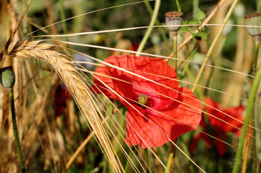 Mohn im Nacktgerstenfeld