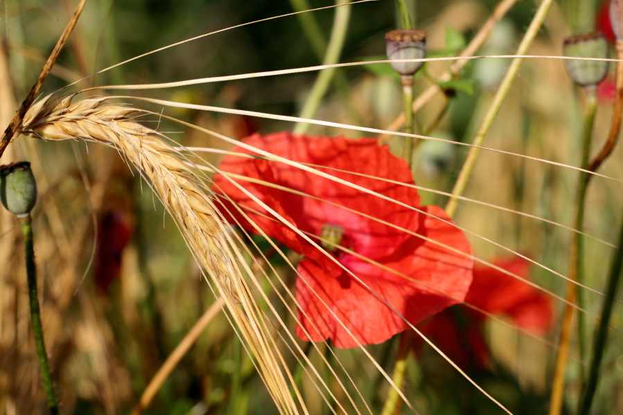 Lokation: Deutschland | Nordrhein-Westfalen | Bergisch Gladbach | Rodemich Kategorien: Früchte, Datum: 27.07.2013